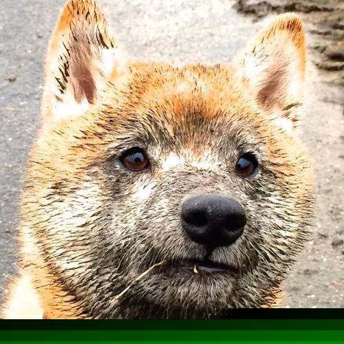 WRC赛季回顾：年度最佳瞬间盘点，wrc 2022